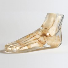 Quart X-Ray Foot Phantom