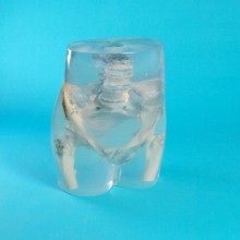Quart X-Ray Hip Phantom